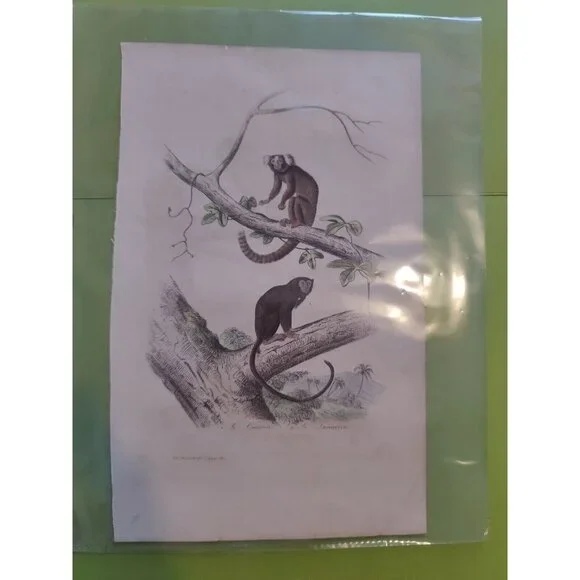 Antique Buffon Engraving Hand Colored 2 Monkeys 'Le Ouititi Le Tamarin' 10x7" - Picture 9 of 10